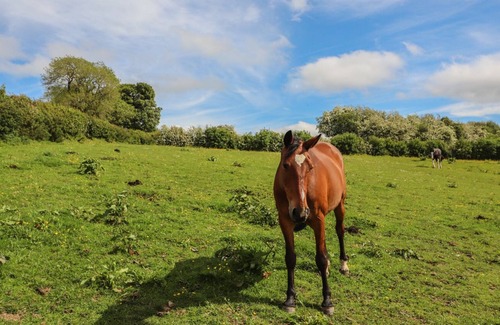 Longford Cottage | OFFA'S COTTAGE, pet friendly, character holiday cottage in Oswestry