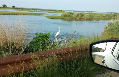 Brigantine Condo | Oh HOW SWEET IS THAT VIEW Brigantine Island, so peaceful, quiet, relaxing nn