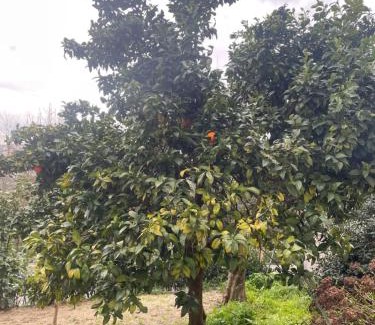 Sao Goncalo Apartment | Orange tree apartment