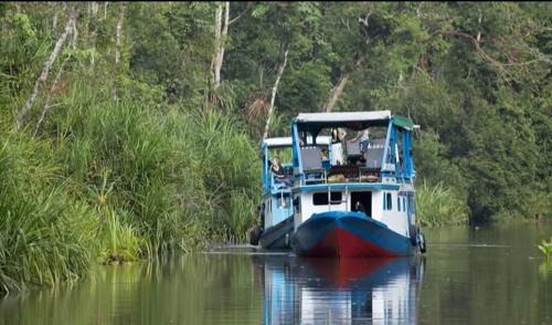 Kumai Boat Rental | orangutan trip tanjung puting
