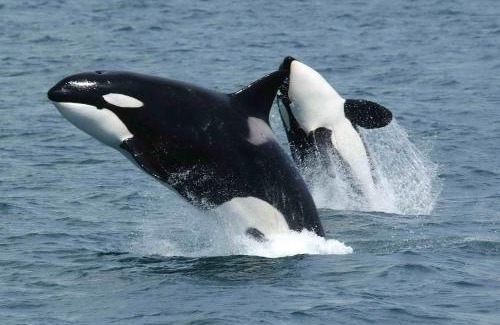 Bostad Apartment | Orcas View Vestresand Lofoten