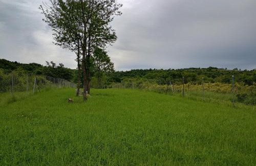 Hontianske Nemce Other | Orechový háj