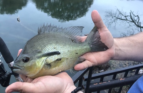 Irion County Cabin | Our cabins are located on the crystal clear water of Spring Creek.