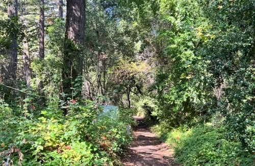 La Honda Apartment | Peaceful Small Studio /Cabin is 100 years old with WiFi in La Honda Forest