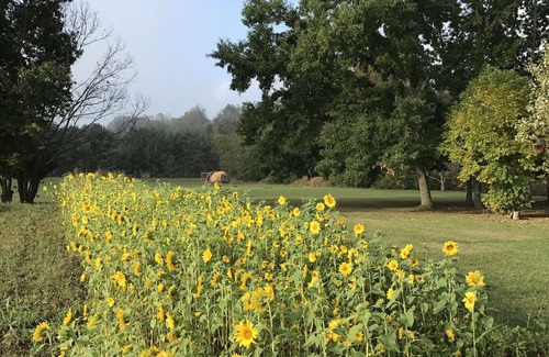 Unicoi Cabin | Peacocks, blacksmithing, buffalo, wildlife, a studio cabin by the pond.