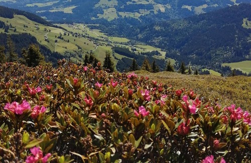 Niederau Cottage | Pension Sonja - double room, shower or bath, toilet, 1 bedroom