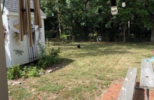 Hillsmere House | Pet Friendly Annapolis Cottage that Backs Up to Stunning Quiet Waters Park!