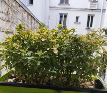 Quartier de la Goutte-d'Or Apartment | Petit cocon parisien ! Paris Centre - Gare du Nord