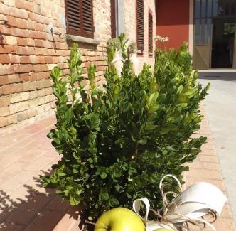 San Marzano Oliveto House | Poderi Sartoris