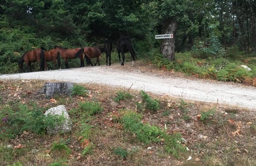 Bouro Other | Quinta Gerês, luxury in natural surroundings, private pool, 10. 000m2.