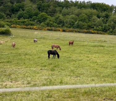 Kirn Apartment | Ranch Apartment