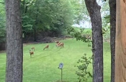 Springville Cabin | Red Cabin on Kentucky Lake. Peaceful and pet friendly with a partial lake view.
