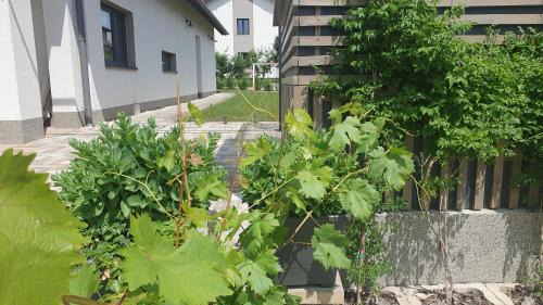 Balatonfured Apartment | Relax Balaton Apartmanok