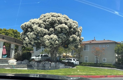 Aliso Viejo House | Relaxing view, a few minutes from beach