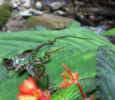 Mindo House | Residencia abuelita Carmen