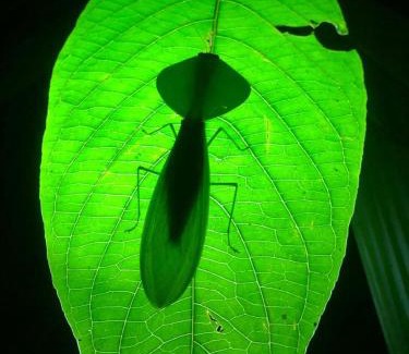 Mindo House | Residencia abuelita Carmen