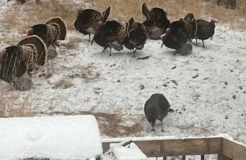 Sturgis House | Ridge Trail Lodge