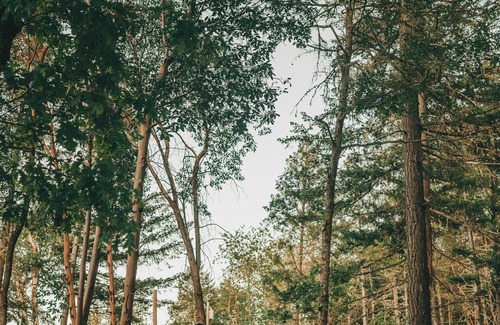 Merlin House | Rogue Ridge Cedarwood House