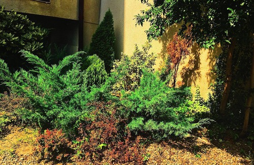 Avlabari House | Rose garden house in Tbilisi