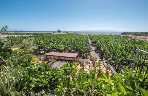 Alcala House | Rustic Holiday Home "Casa Cardón" in Alcalá with Terrace with Sea View and Garden