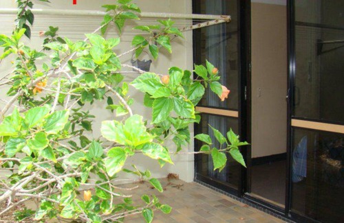 Kings Beach Apartment | RYSON UNIT 1 - A well presented, comfortably furnished 2 bedroom ensuite unit with a relaxing charm,