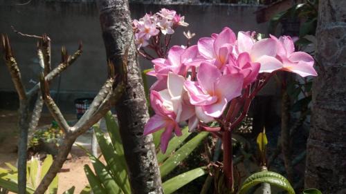 Negombo Bed & Breakfast | Sampathaa Residence