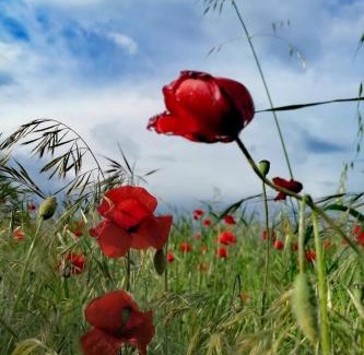 Montopoli in Val d'Arno Apartment | Serendipity