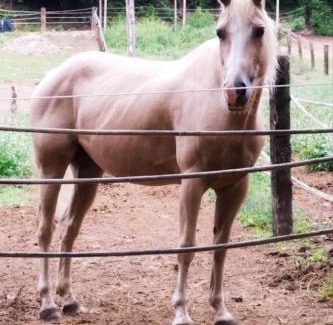 Montopoli in Val d'Arno Apartment | Serendipity