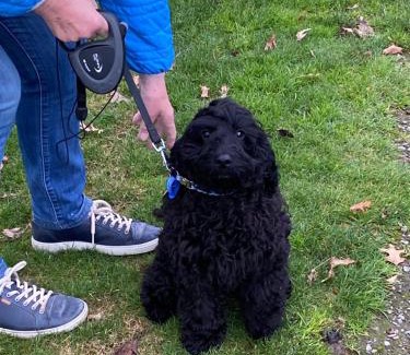 Lincoln Cabin | Silverstream Lodge