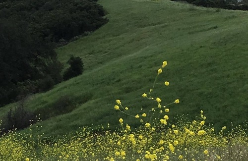 Topanga Apartment | Spacious Studio Nestled in Nature