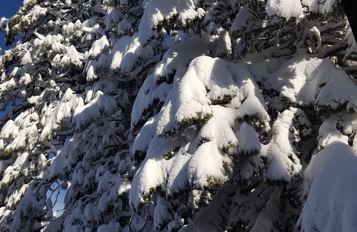 Truckee House | Spectacular Views, Full Amenities Access, Walk to Pools/Gym, Sledding out back!