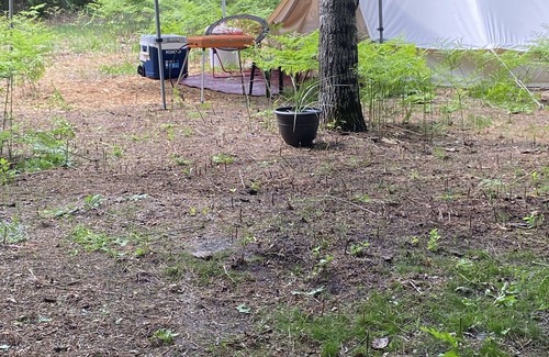 Kingsley RV Rental | Stargazing the MI Sky and Glamp camping!