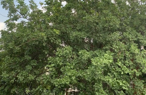 Nizamuddin East House | Stone's throw from Humayun Tomb! Home near Train station and in Central Delhi
