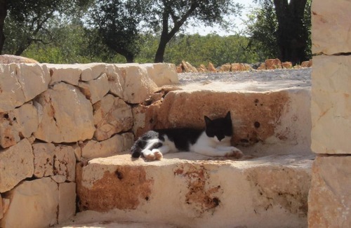 Ostuni Apartment | Stylish Apartment with Private Terrace and Garden and access to a large Pool