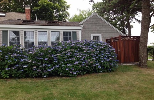 West Chatham House | Summer Hydrangea: Chatham's Truly Exceptional Summer Retreat