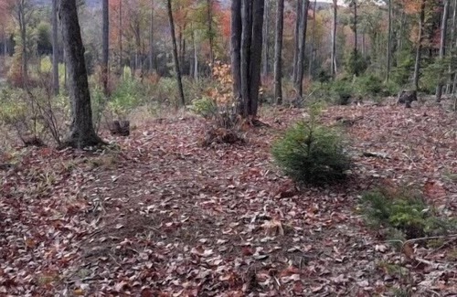 Grafton RV Rental | Tentrr Signature Site - Fordy Acres