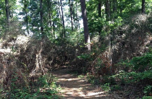 Anacoco RV Rental | Tentrr State Park Site - Louisiana South Toledo Bend State Park - Site G - Sing
