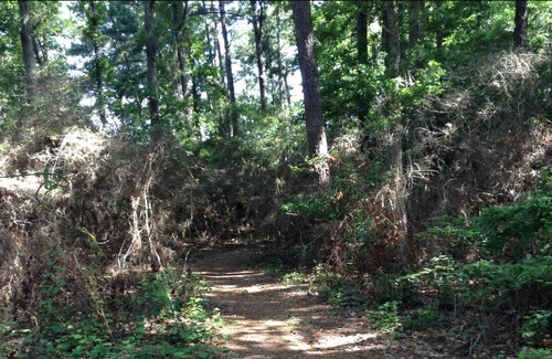 Anacoco RV Rental | Tentrr State Park Site - Louisiana South Toledo Bend State Park - Site H - Sing