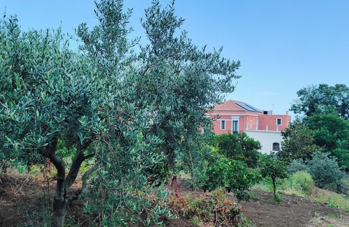 Zafferana Etnea House | Tenuta Arcidiacono - Etna, Country, Wine & Relax btw Catania and Taormina