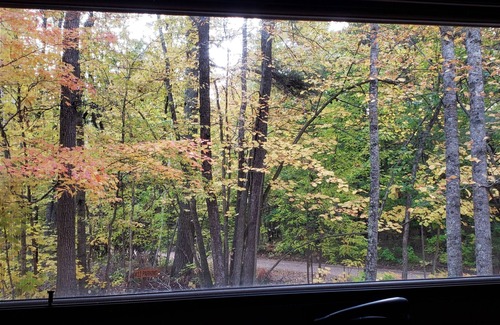 Nevis Cabin | Tiny cabin in towering pines, with lake view. Pets accepted!