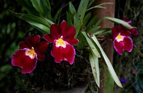 Neira Cabin | Tominejo Ecolodge - Casas en los árboles