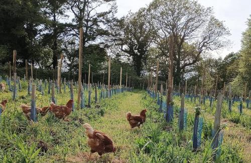 Pouldergat Other | Tonneau bulle insolite, vue sur vignoble