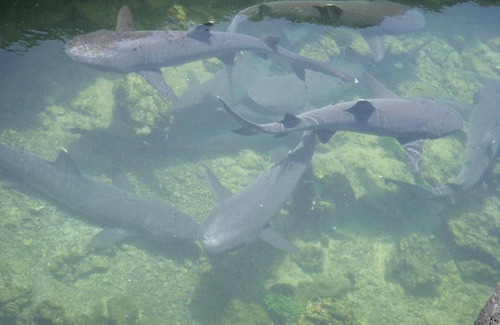 Puerto Villamil House | Tour to volcan, swim with sharks - Marriat #1