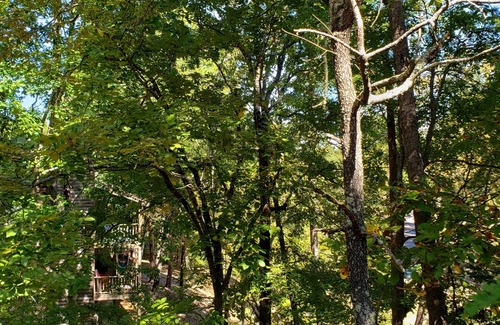 Mount Ida Condo | Tree house condo