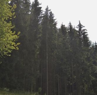 Velke Losiny Cabin | Treehouse Velké Losiny