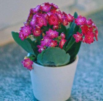 Baunatal Apartment | Tulip apartment with your private entrance