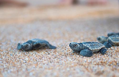 Mon Repos Cabin | Turtle Sands