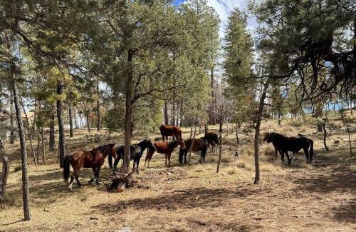 Ruidoso House | Twin Pines Casita - Big Yard, View, Porch, Hot Tub, & Charm