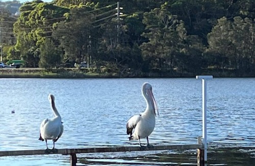 Narrabeen House | Unique Lagoon Oasis at Beach