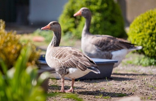 Lemkendorf Apartment | Vacation apartment/apartment for 2 guests with 70m² in Fehmarn OT Lemkendorf (60012)